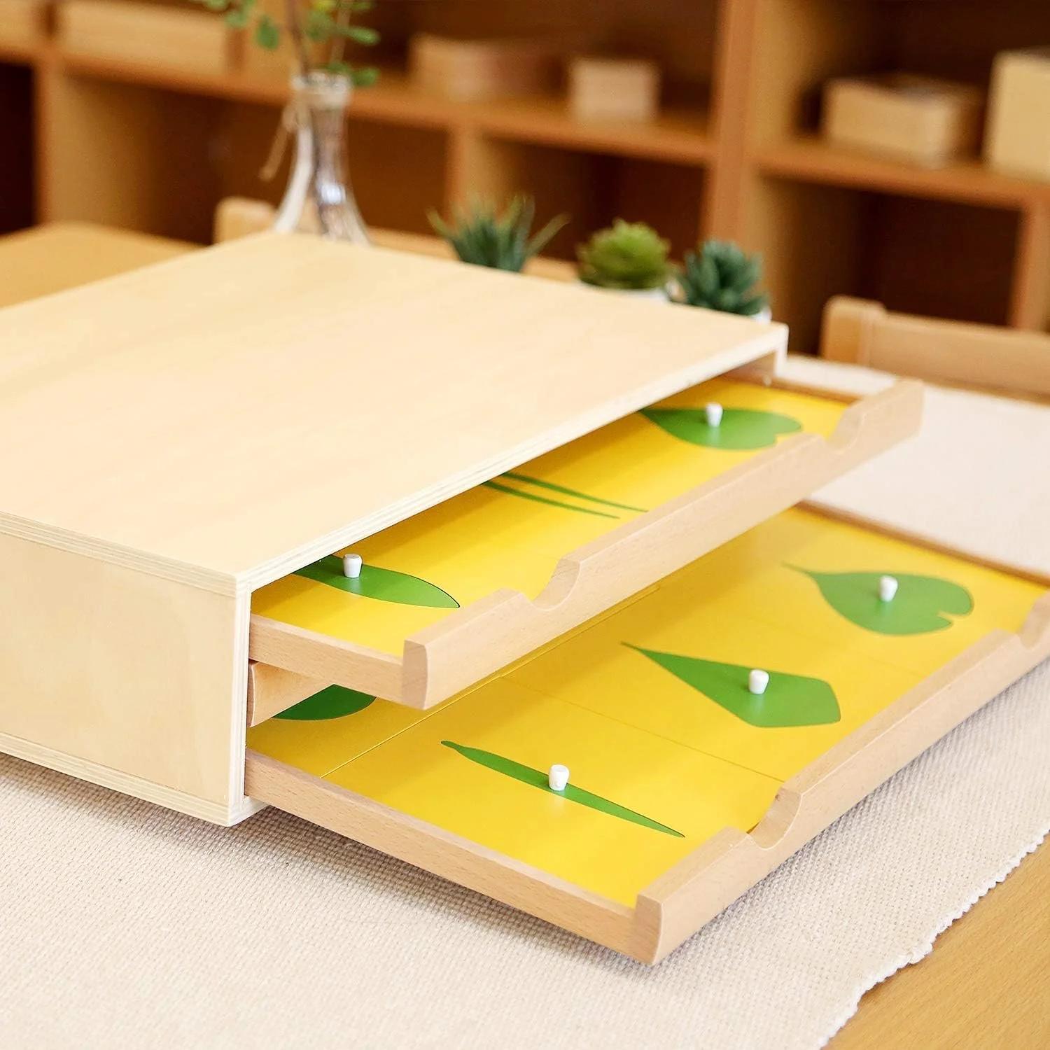 Montessori botany cabinet for plant and leaf study